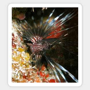 Caribbean Lion Fish Sticker